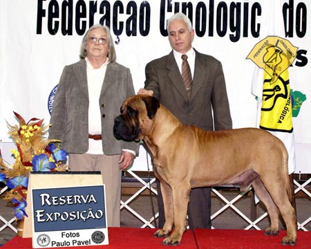 RINGO STAR DO TIBIQUARY | Bullmastiff 