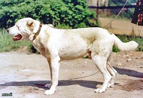 Chakan [Turkmeniya] | Central Asian Shepherd Dog 