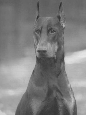 Smokey Joe v. Wilhamhoff | Black Doberman Pinscher