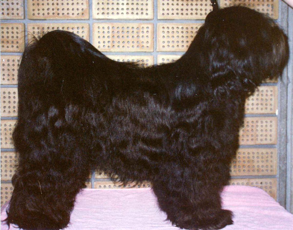 TARAGIRI KYI-PO | Tibetan Terrier 