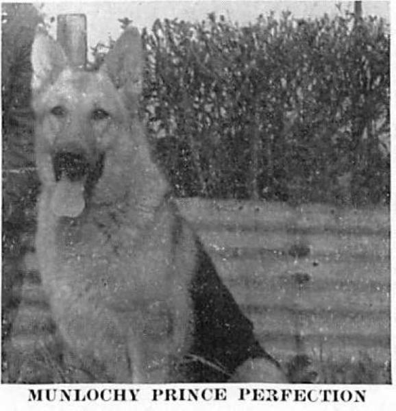 Munlochy Prince Perfection | German Shepherd Dog 