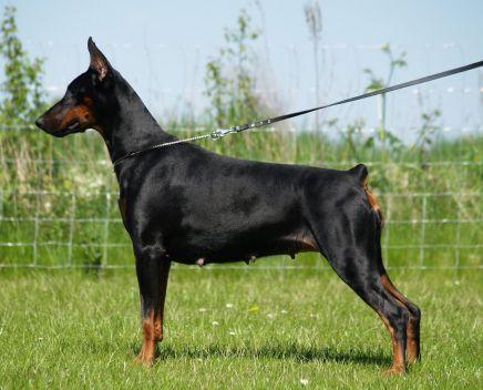 Diva v.'t Hof ter Helle | Black Doberman Pinscher