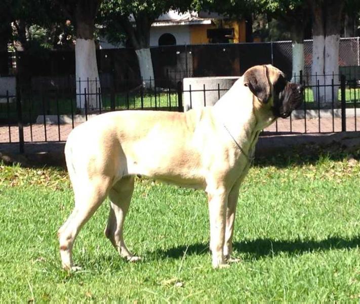 TIGRESHE E JUGUT JR (GONZALES) | Mastiff 