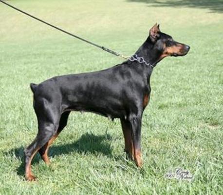 Asti v. Rubenhof | Black Doberman Pinscher