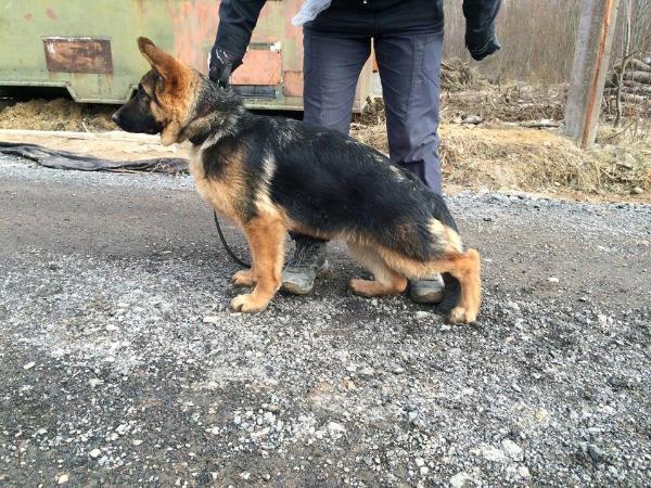 Leiksaid Shanel | German Shepherd Dog 