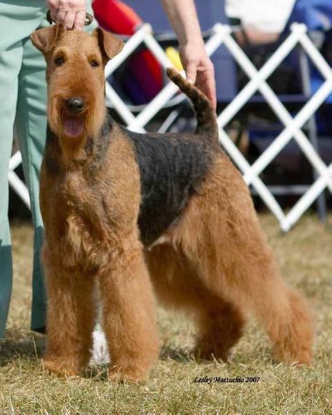 Traymar's Miss Chievous | Airedale Terrier 