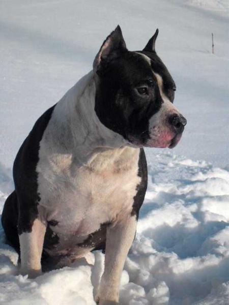 Sozvezdie Art Vivat American Dream | American Staffordshire Terrier 