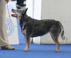 URANDANGI BLUE CIBRADO | Australian Cattle Dog 