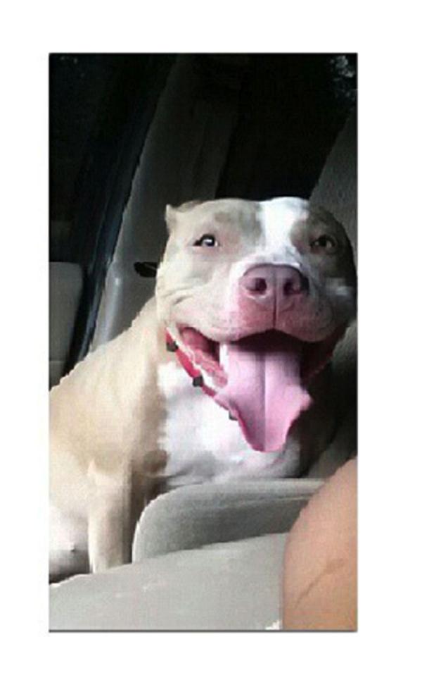 PCK's Dharmalin of TreasureCay | American Pit Bull Terrier 