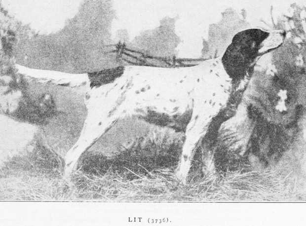 Lit (003736) | English Setter 