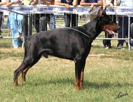 Quirinus v.d. Teufelskanzel | Black Doberman Pinscher