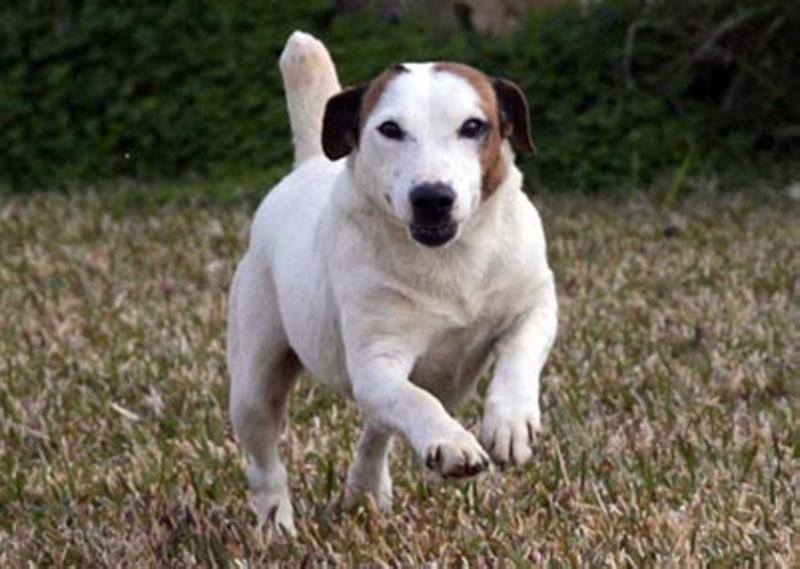 HOOCHIE COOCHIE | Jack Russell Terrier 