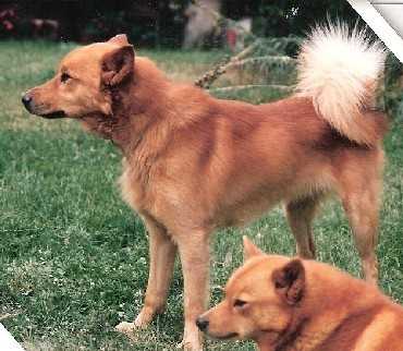 IGOR de Snapeside | Finnish Spitz 