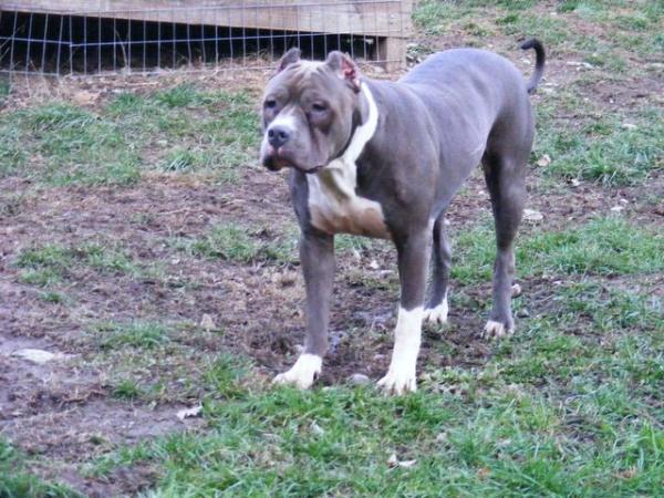 Blue Passion's Prada Girl | American Pit Bull Terrier 