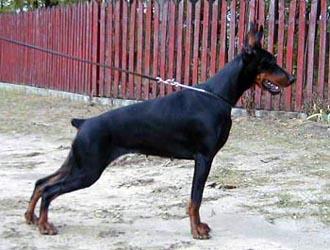 Pamela di Perlanera | Black Doberman Pinscher