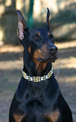 Giuseppina v. Wilhamhoff | Black Doberman Pinscher