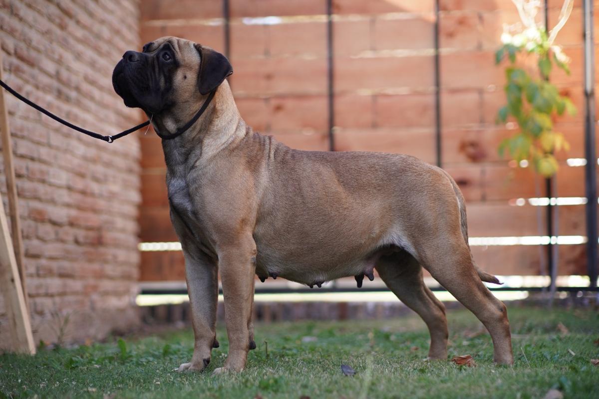 Copperbulls Grecia | Bullmastiff 