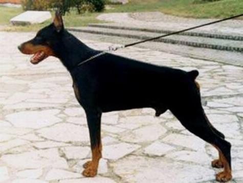 Bronco Sawages | Black Doberman Pinscher