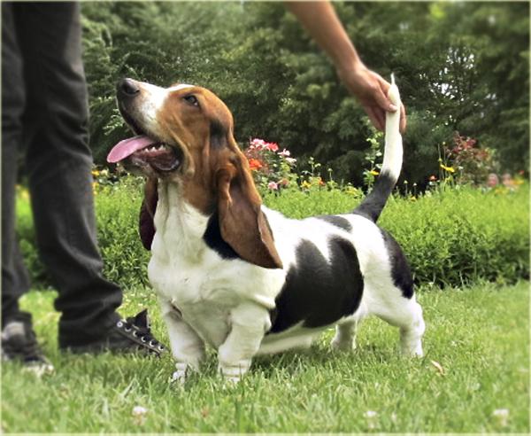 Alessia Viva Vittoria BREENBRASS | Basset Hound 