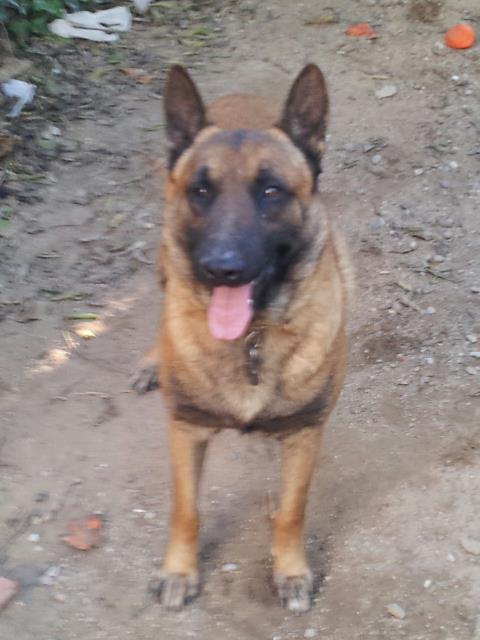 Apolo de Ydre | Belgian Malinois 