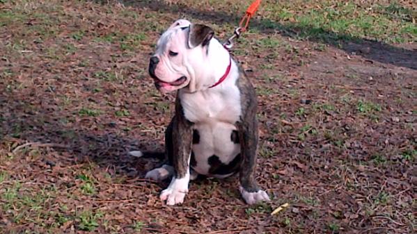 Leal's Sugarfoot | American Bulldog 