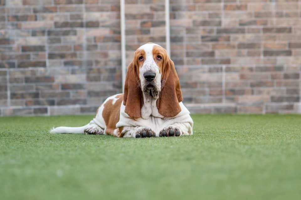 frisbee Dos sete moinhos | Basset Hound 