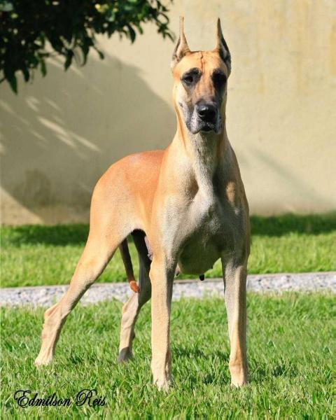 DOUBLE M SARA LEE VON GOLDEN GROSS | Great Dane 