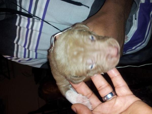 the b spot bead 8 | American Pit Bull Terrier 