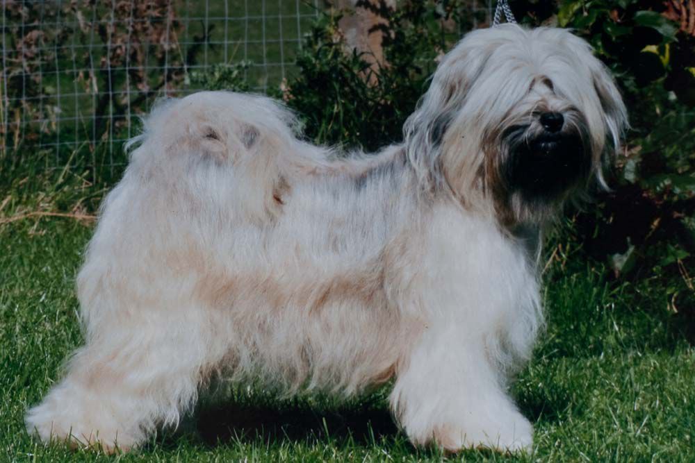 SILGARHI AMATANG | Tibetan Terrier 