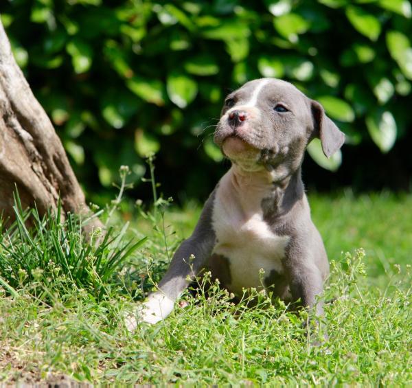 Old Story American Dream | American Staffordshire Terrier 