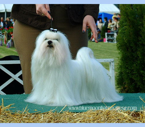 Fairy - Tootsey Of Blue Moonlight | Maltese 