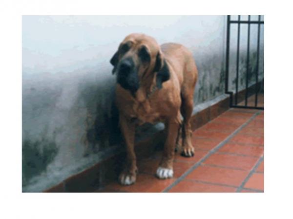 FANDANGO TAIBAITA BRENDA LEE | Fila Brasileiro 