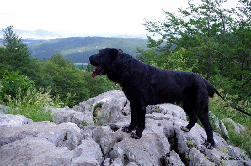 Ortodoks Konvent BAKAY | Central Asian Shepherd Dog 