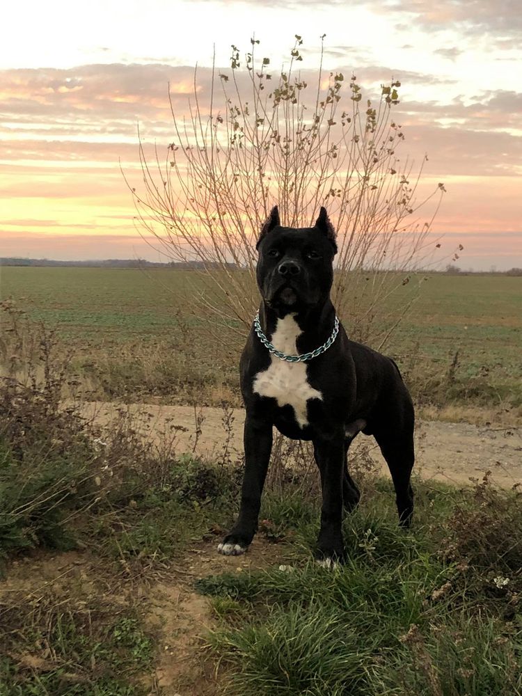 Amigo of Glass Mountain | American Staffordshire Terrier 