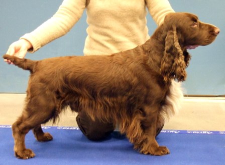 Kingsmist Archer | Field Spaniel 