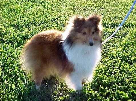 Diamond Dusted Skittles | Shetland Sheepdog 