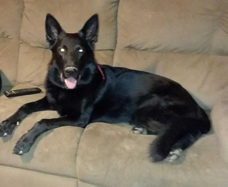 Loki Von Grim | German Shepherd Dog 