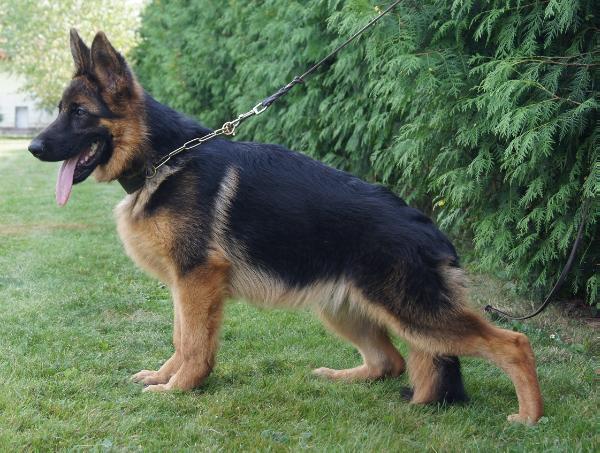 Teo I z Trojanskiego Lasu | German Shepherd Dog 
