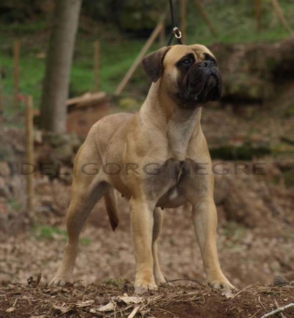 Magali de Nagusi | Bullmastiff 