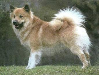 Skovridergaardens Landi | Icelandic Sheepdog 