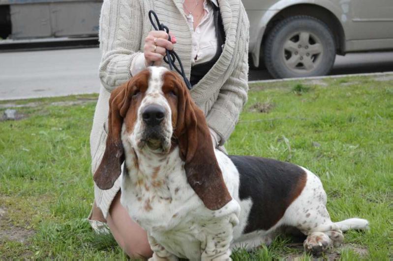 Alisstera Avanti De Lyuk`s | Basset Hound 