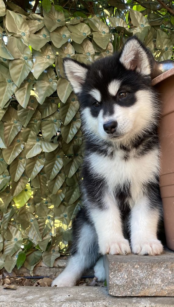 Queen Kseniya | Alaskan Malamute 