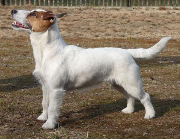 JEDYNA TAKA Jak Rani | Jack Russell Terrier 