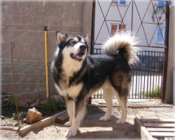 Big Wolf | Alaskan Malamute 