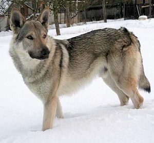 Ares Stín Vlka | Czechoslovakian Wolfdog 