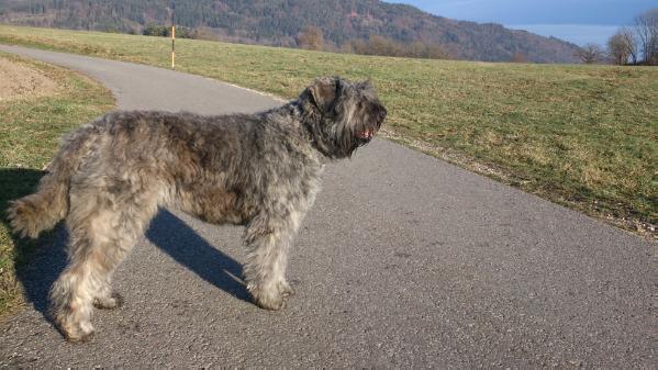 Mullomm Doris Rhianna | Bouvier des Flandres 