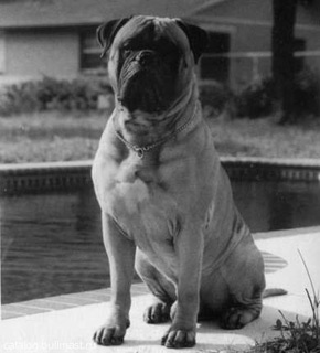 Lookout's Loco Motion | Bullmastiff 