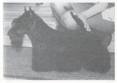 Raijaj Cargoexpress | Scottish Terrier 