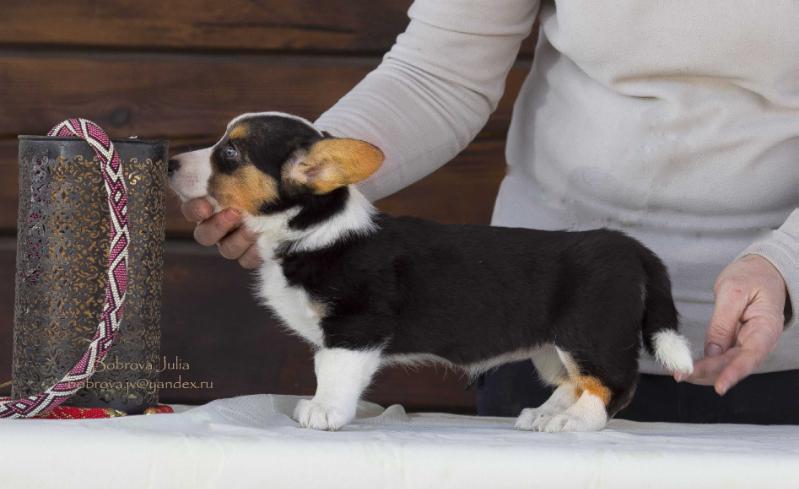 Sun Style Redkoe Shchastye | Cardigan Welsh Corgi 