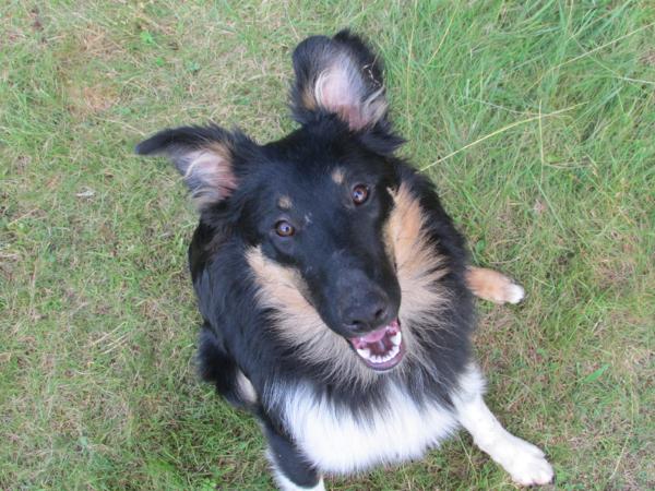 Widdershins Temair | Rough Collie 